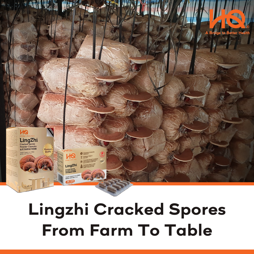Lingzhi Cracked Spores, From Farm to Table.