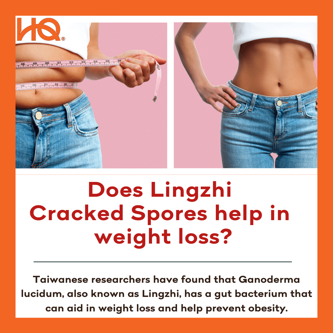 Does Lingzhi Cracked Spores help in weight loss? - HQ Lingzhi Singapore