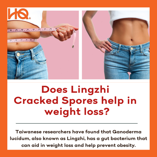 Does Lingzhi Cracked Spores help in weight loss?