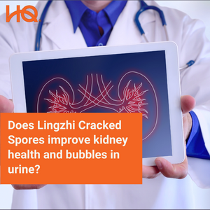 Does Lingzhi Cracked Spores improve kidney health and bubbles in urine?