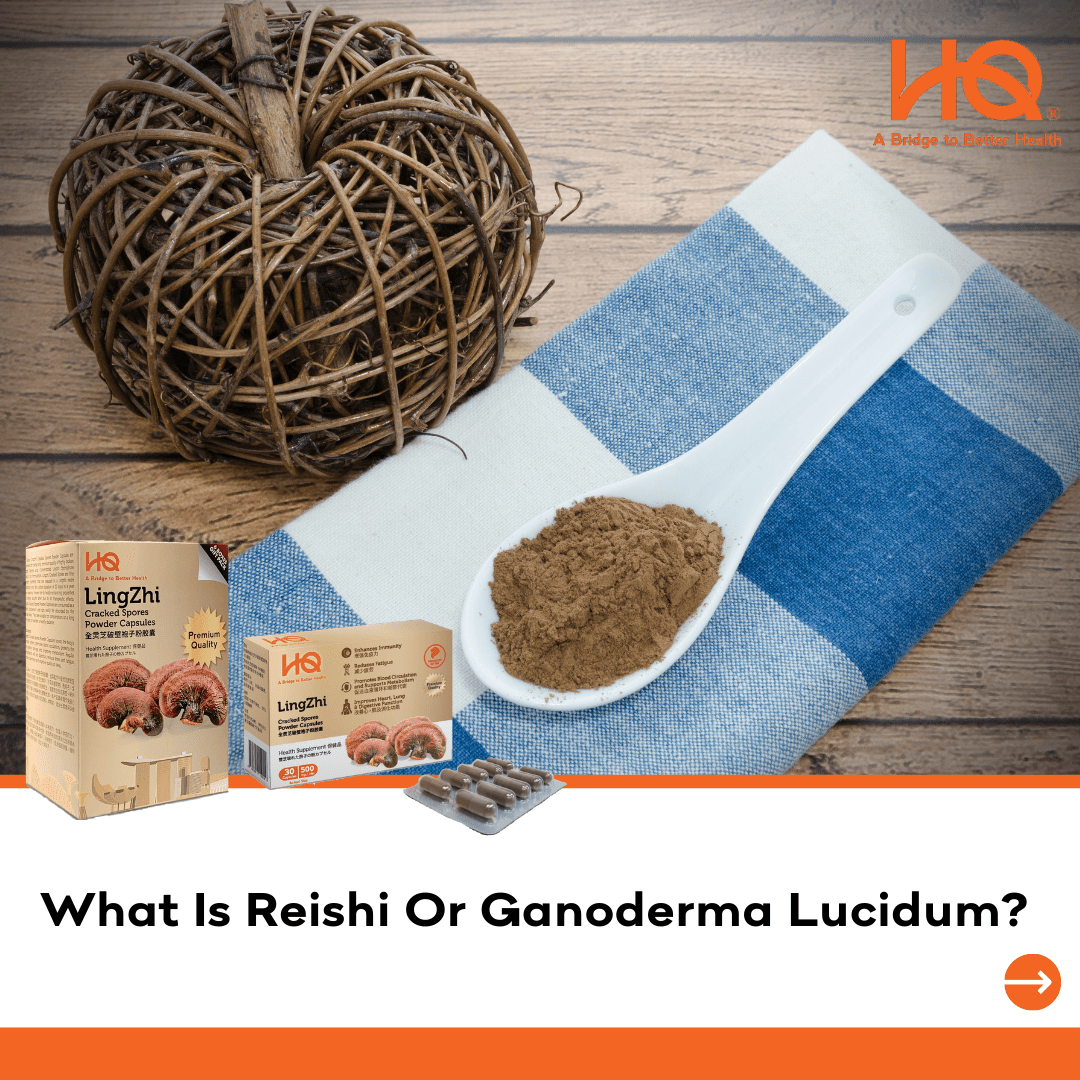 What Is Reishi Or Ganoderma Lucidum? - HQ Lingzhi Singapore